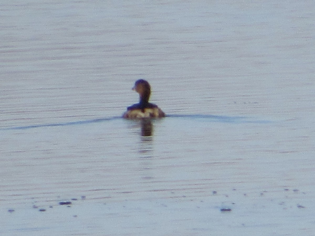 Pied-billed Grebe - ML407238701