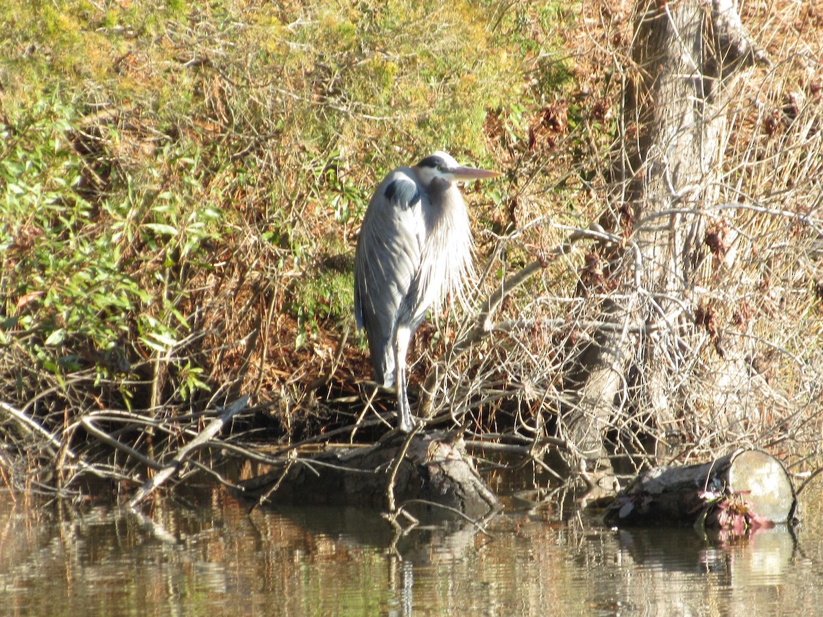 Great Blue Heron - ML407238811