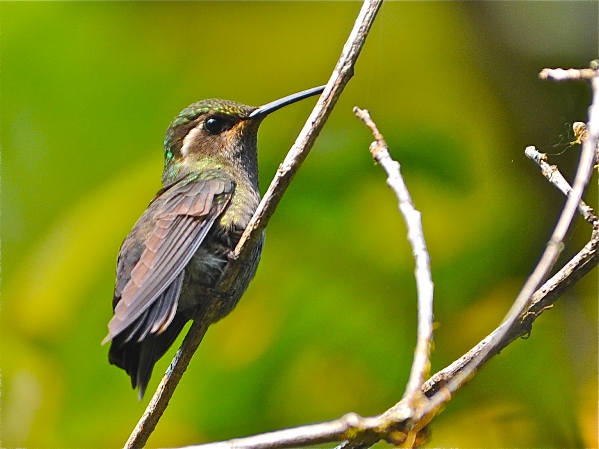 Amethyst-throated Mountain-gem - ML40724281