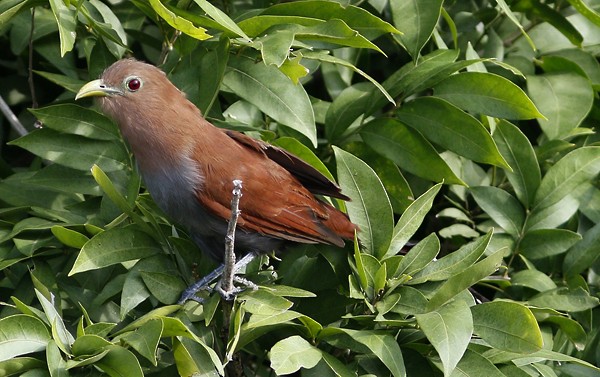 Squirrel Cuckoo - Ted Keyel