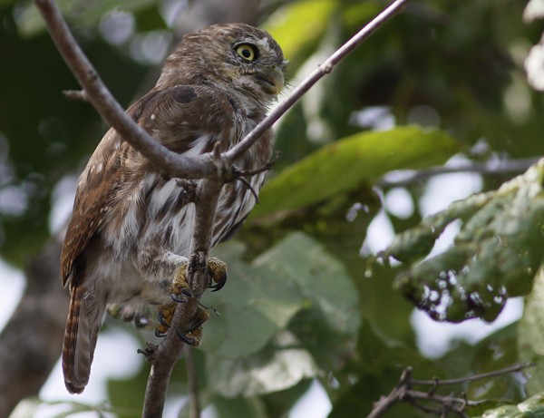 Ferruginous Pygmy-Owl - Ted Keyel