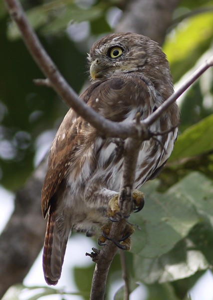 Ferruginous Pygmy-Owl - Ted Keyel