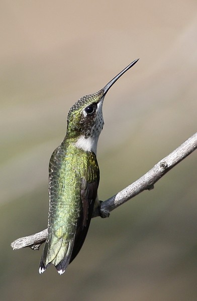 Colibri à gorge rubis - ML40724421