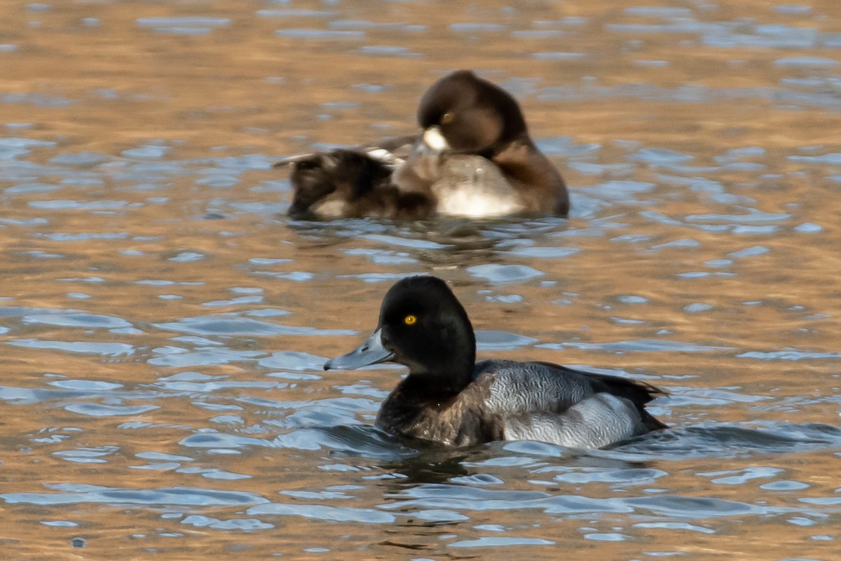 Lesser Scaup - ML407244551