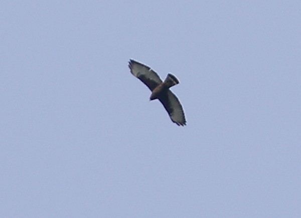 Broad-winged Hawk - Ted Keyel