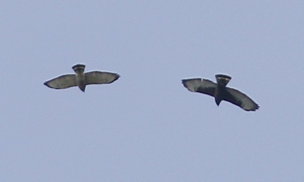 Broad-winged Hawk - Ted Keyel