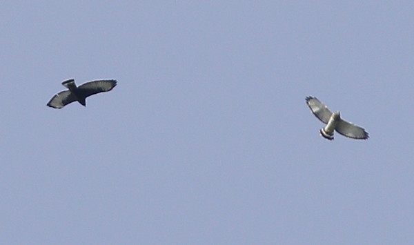 Broad-winged Hawk - Ted Keyel