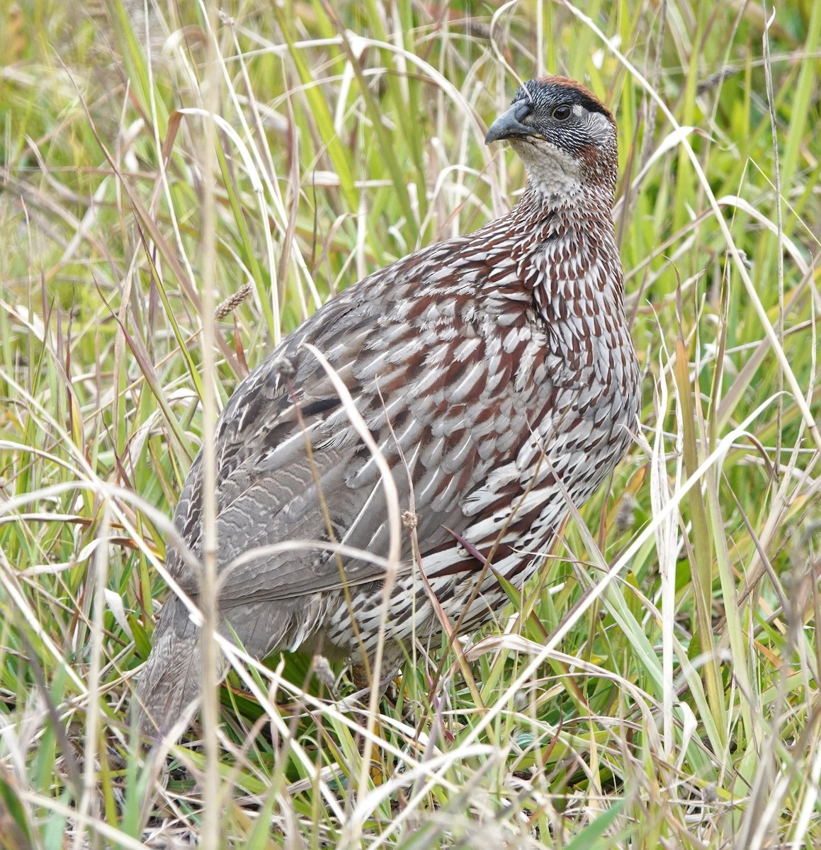 Суданский франколин - ML407245881