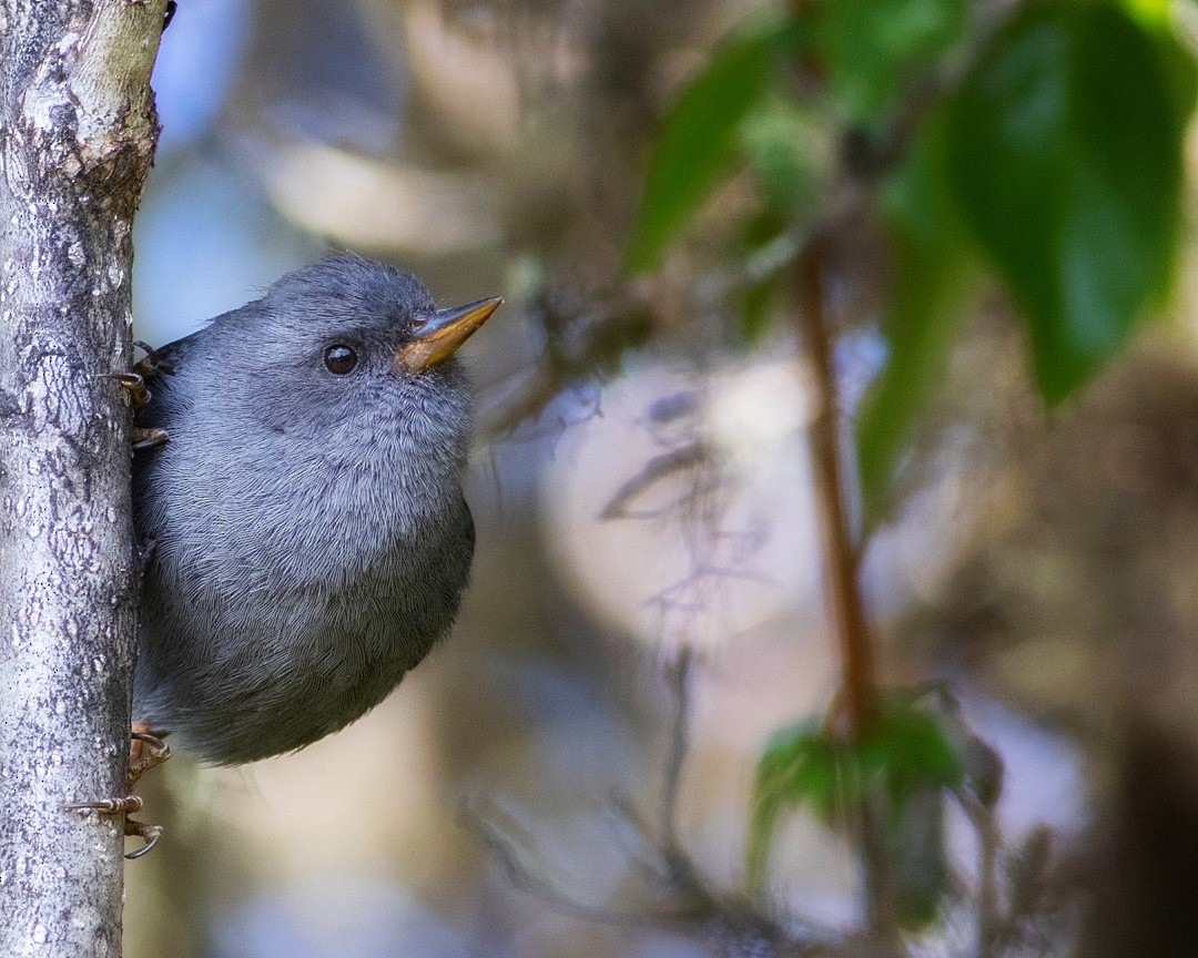 Peg-billed Finch - ML407246941