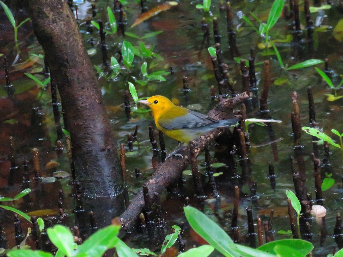 Prothonotary Warbler - ML407247351