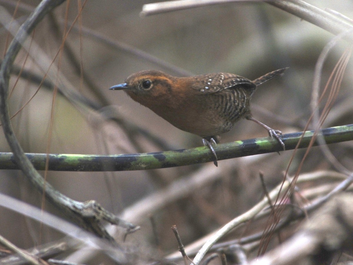 Rufous-browed Wren - Alan Van Norman