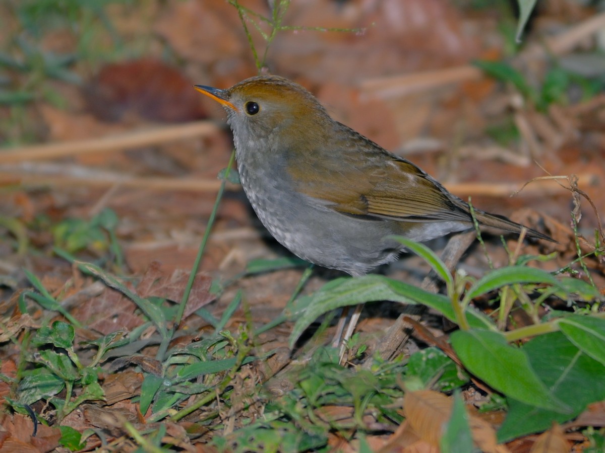 Ruddy-capped Nightingale-Thrush - ML40724841