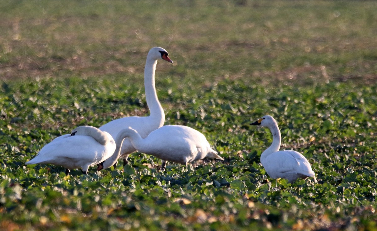 Гунгар хун - ML407249961