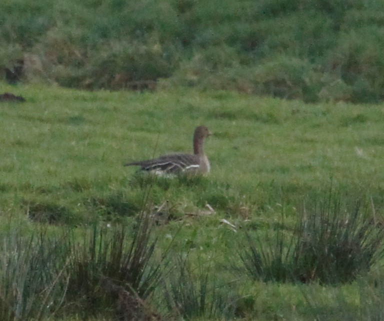Tundra Bean-Goose - ML407250081