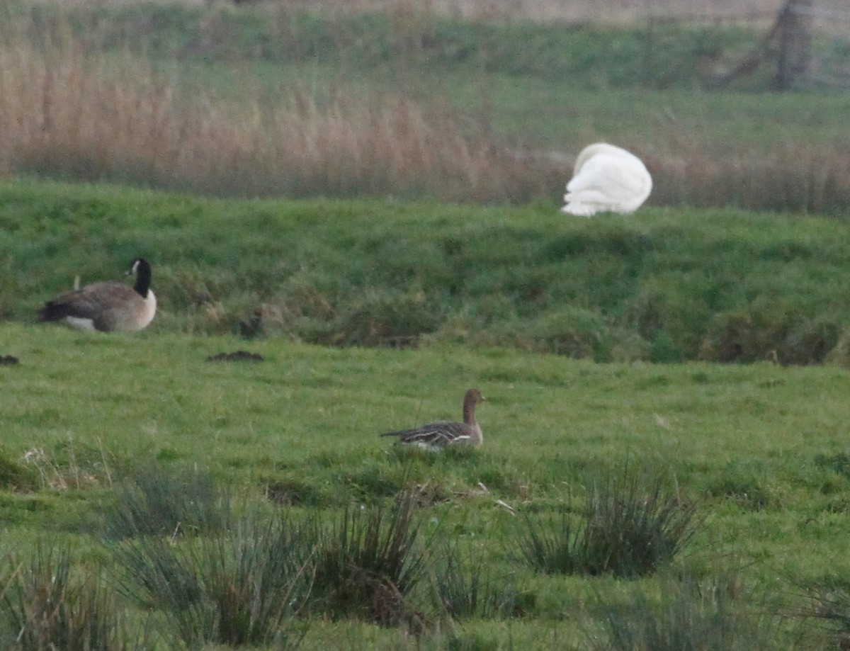 Tundra Bean-Goose - ML407250091