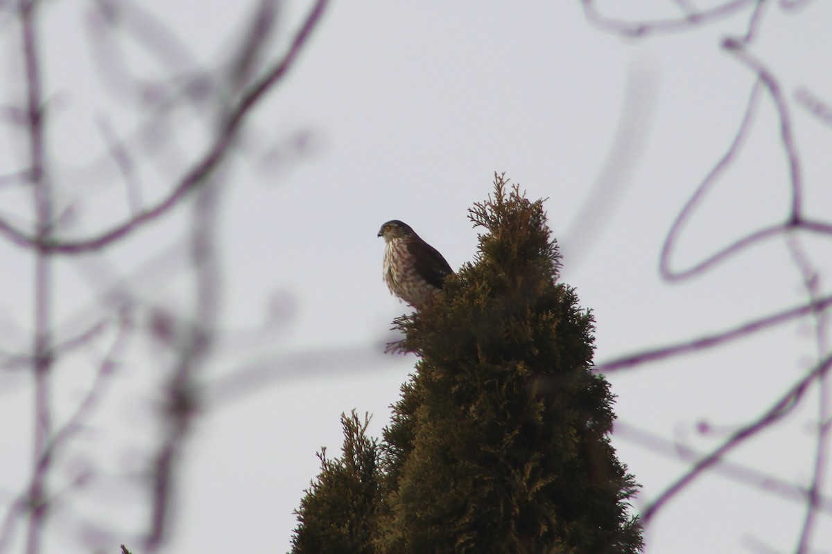 Sharp-shinned Hawk - ML407250741