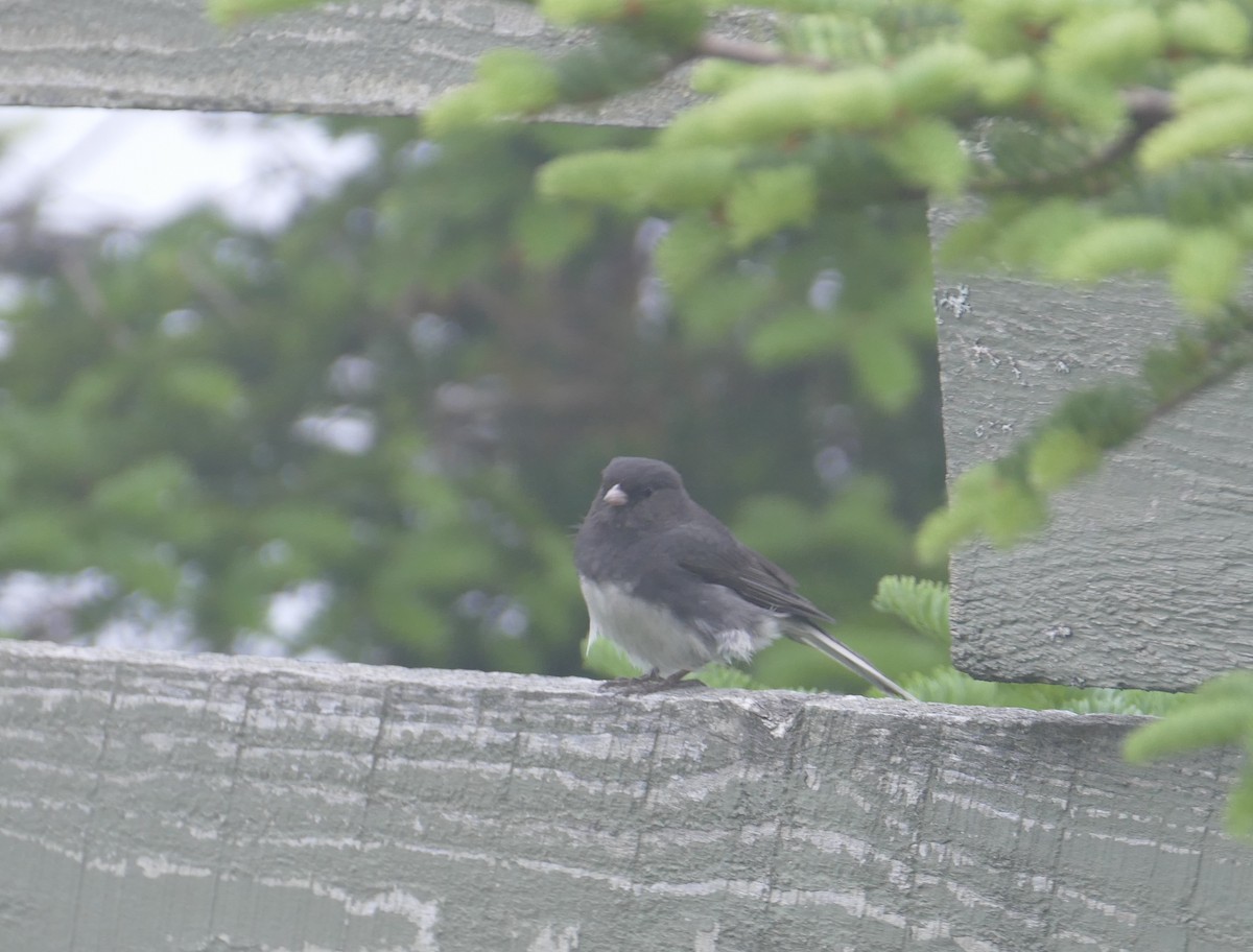 Dark-eyed Junco (Slate-colored) - ML407251271