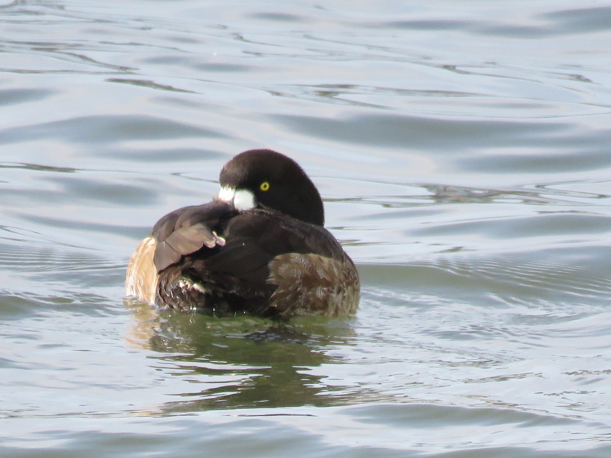 Greater Scaup - ML407252521