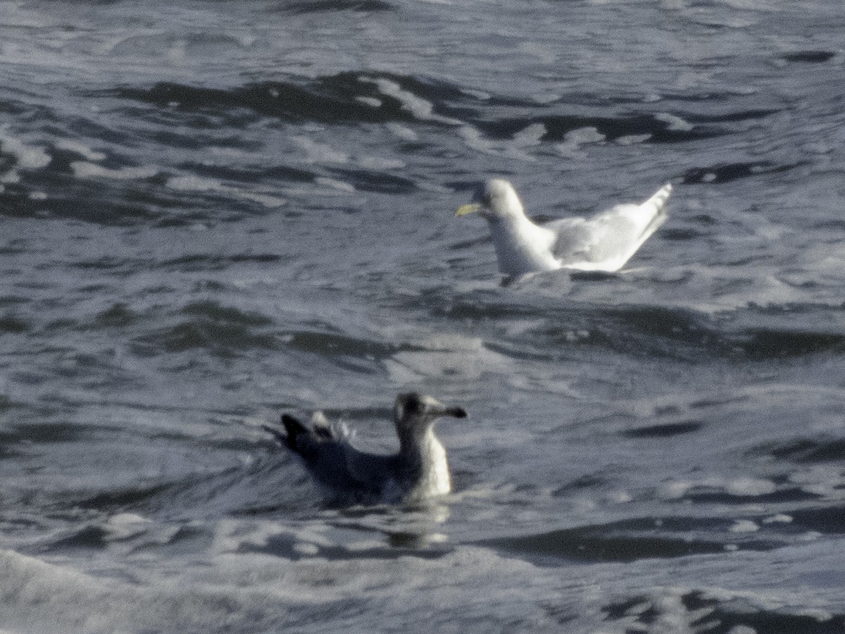 Iceland Gull - ML407252841