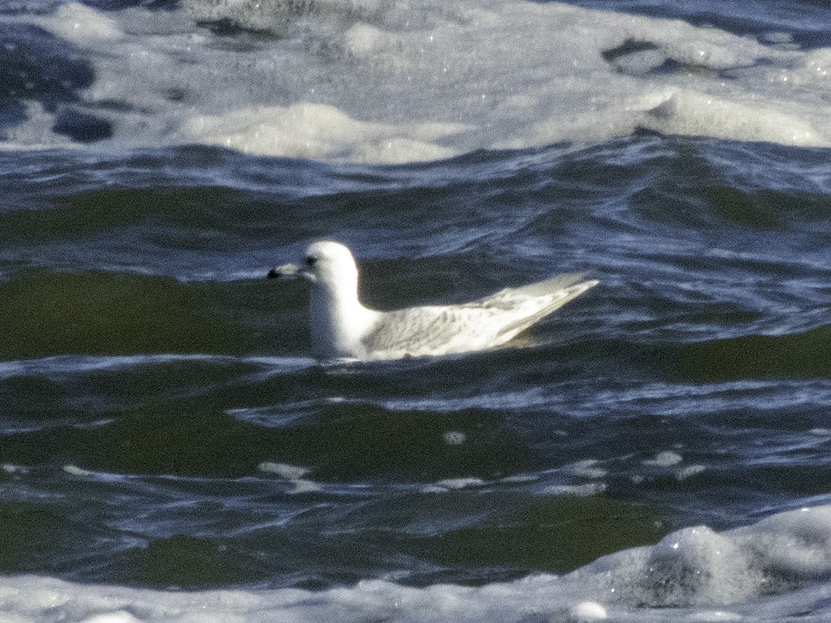 Iceland Gull - ML407252861