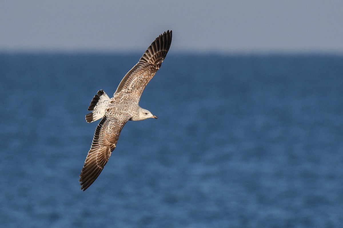 Common Gull (European) - ML407253651