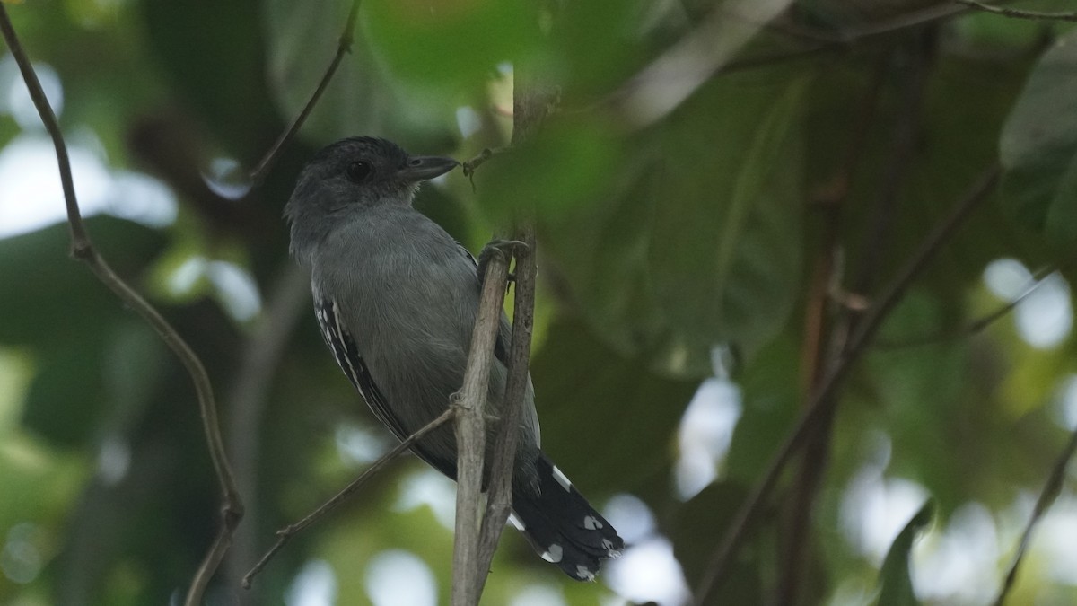 Northern Slaty-Antshrike - Henrry Abaunsa Castro