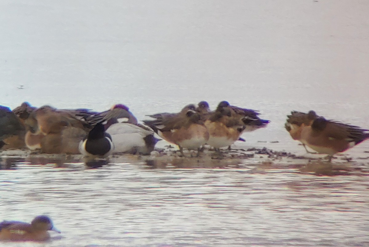 Eurasian Wigeon - ML407256641