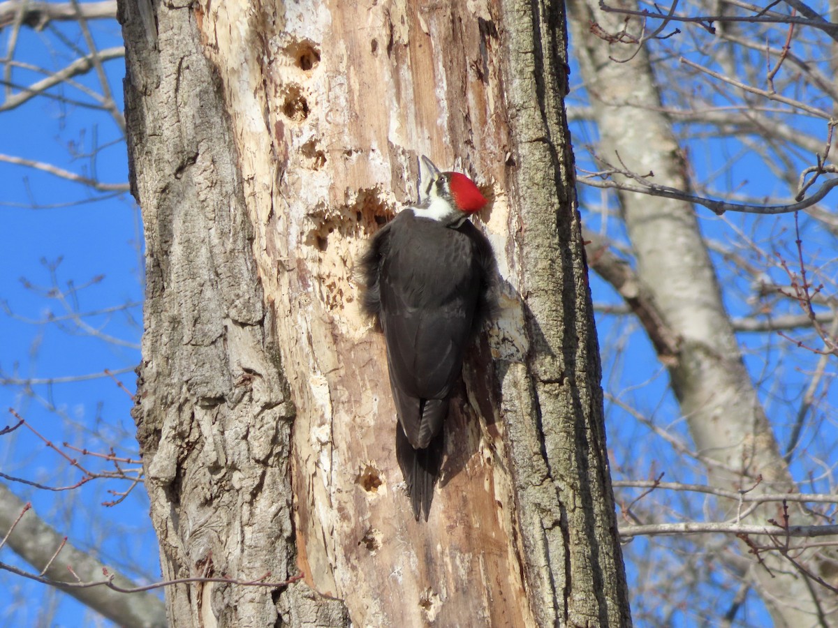 Pileated Woodpecker - ML407258551