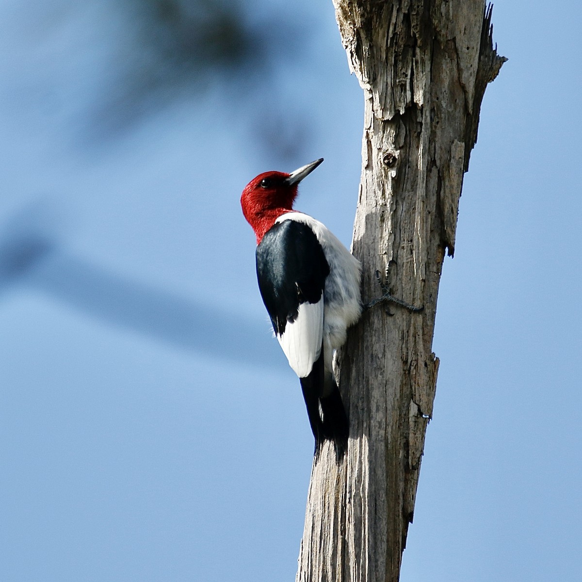 Red-headed Woodpecker - ML407260601