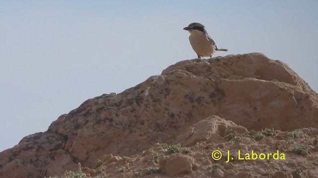 Iberian Gray Shrike - ML407262361