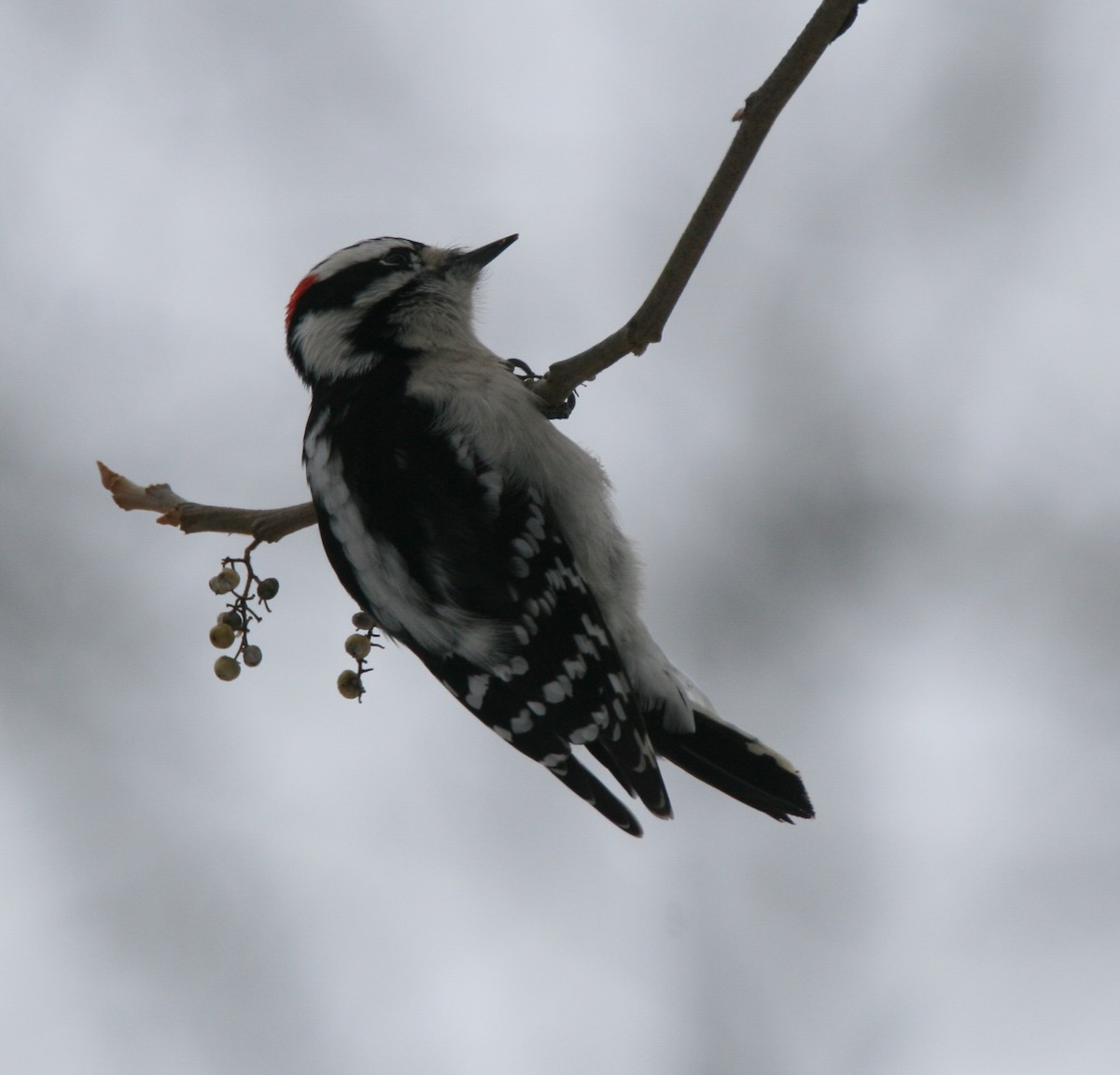 Downy Woodpecker - ML407262401