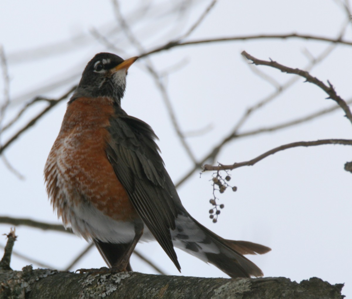 American Robin - ML407262471