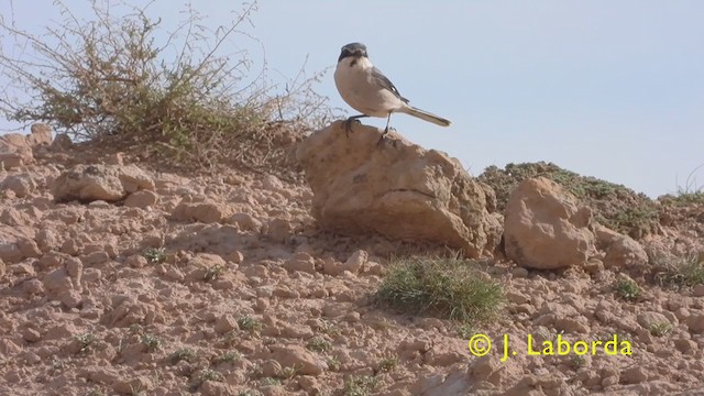 Alcaudón Real - ML407262521