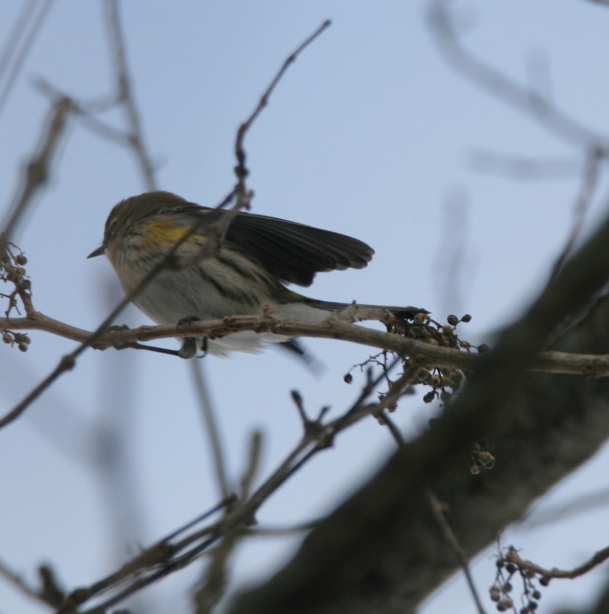 Yellow-rumped Warbler - David Lehner