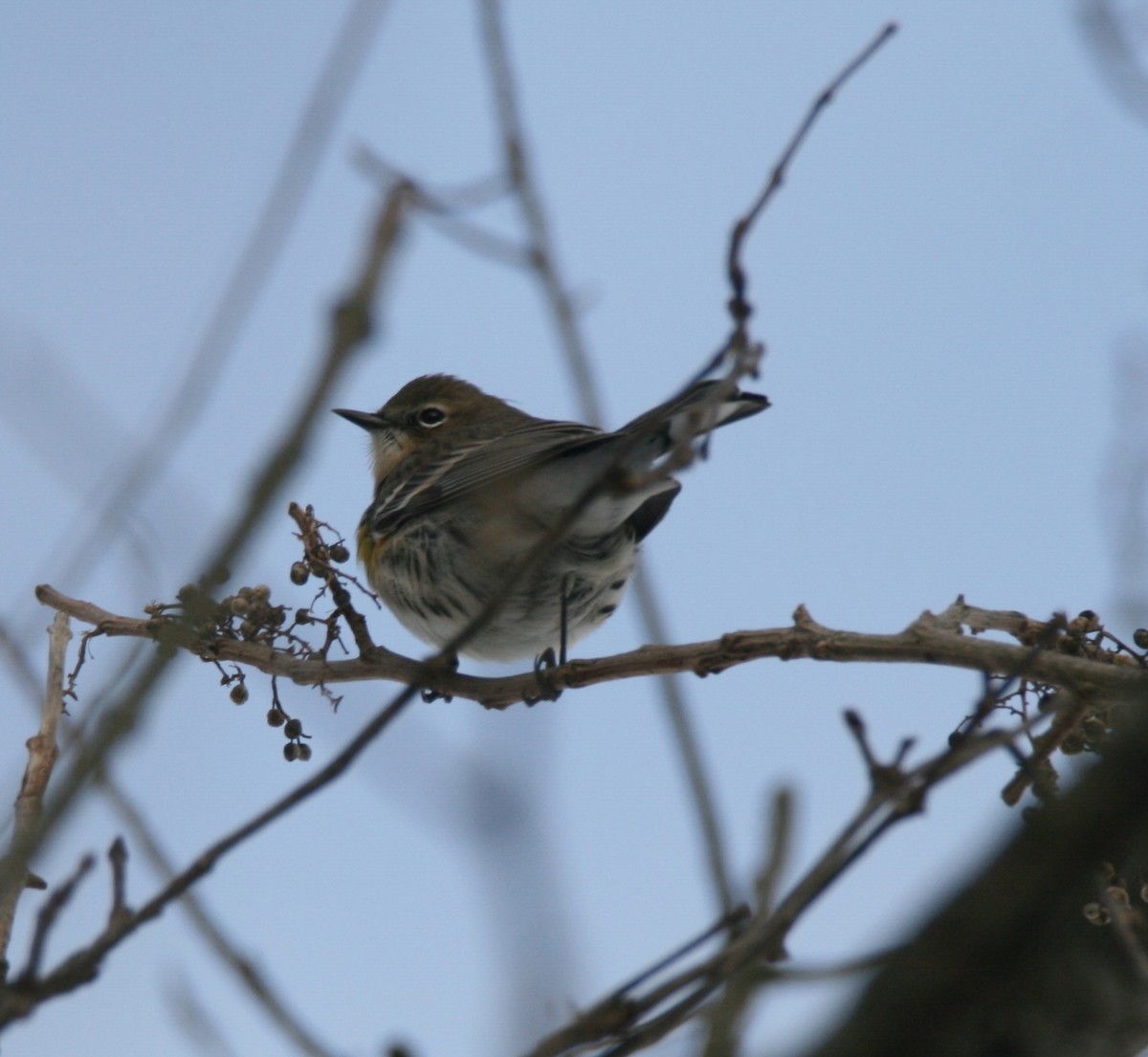 Yellow-rumped Warbler - ML407262841