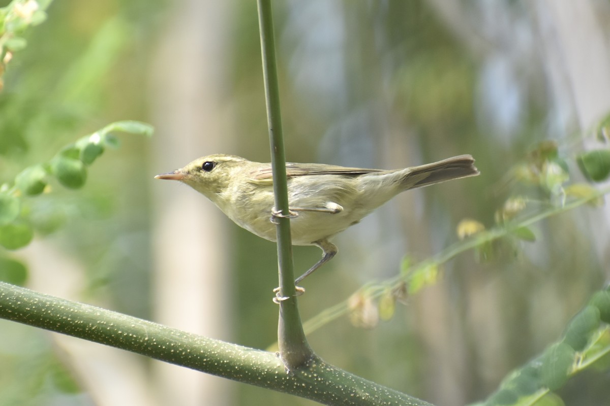 Green Warbler - ML407263261