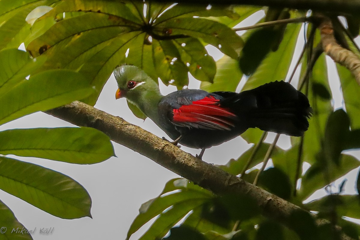 Yellow-billed Turaco - Mikael Käll