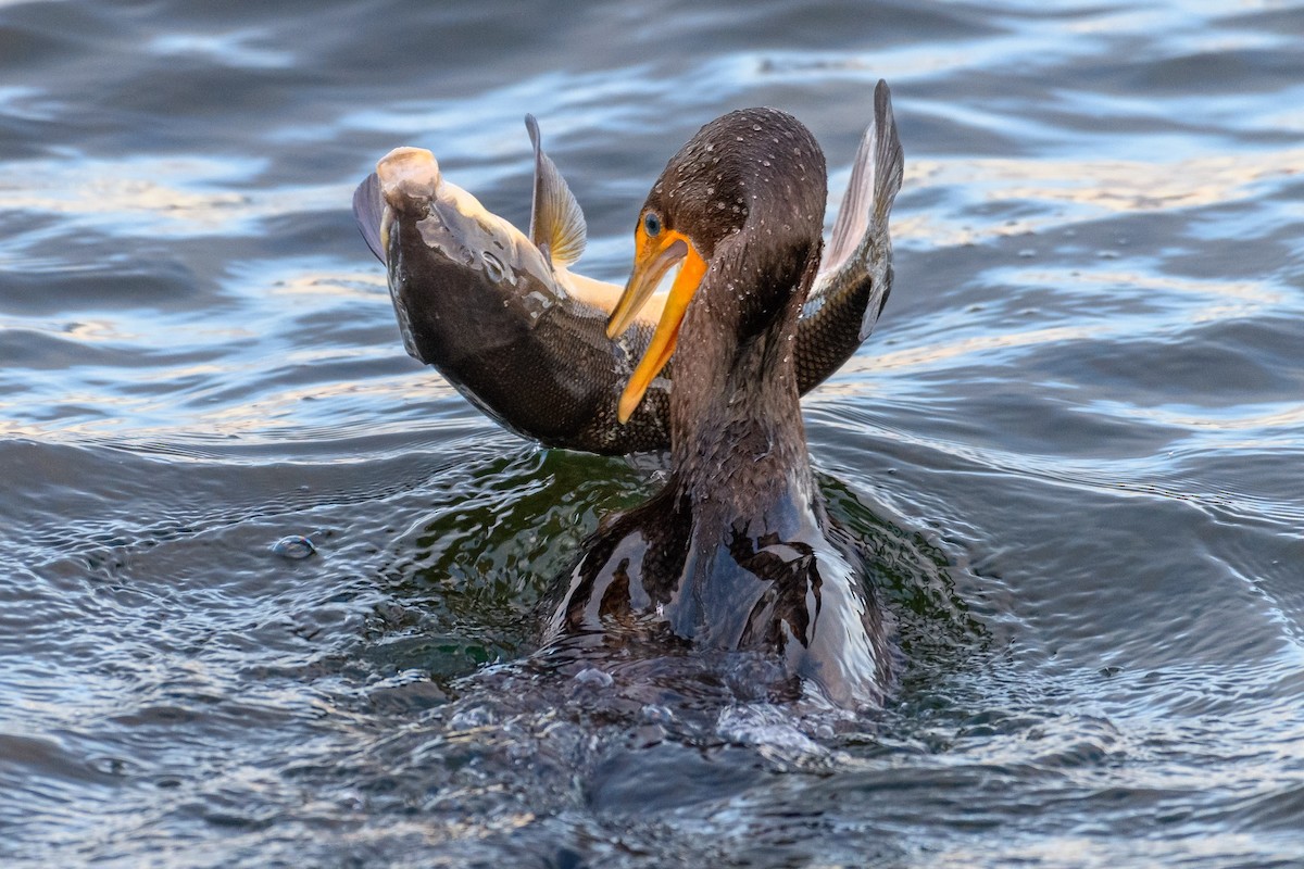 Double-crested Cormorant - ML407264451