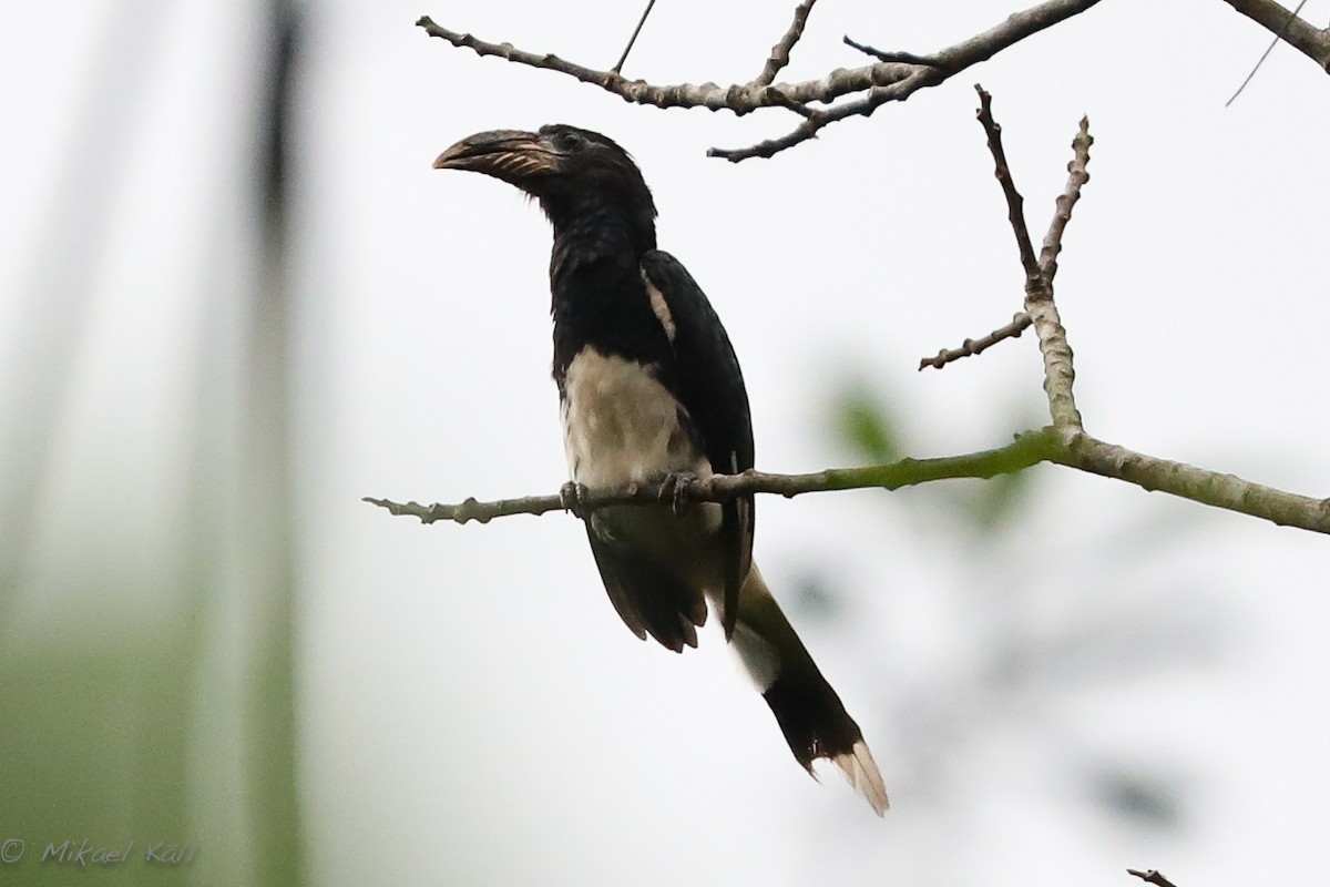 Piping Hornbill - ML407264471