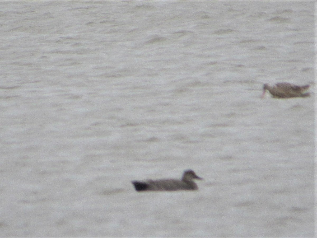 Gadwall - ML407265421