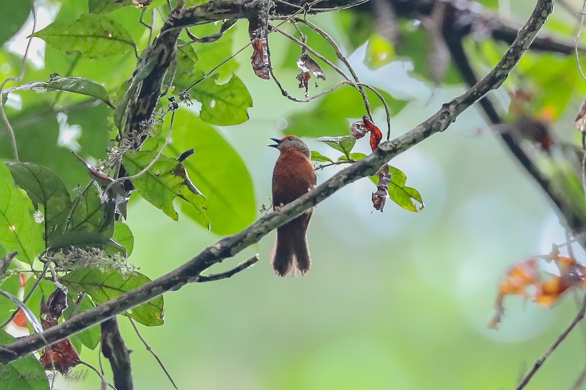 Red-fronted Antpecker - ML407265541