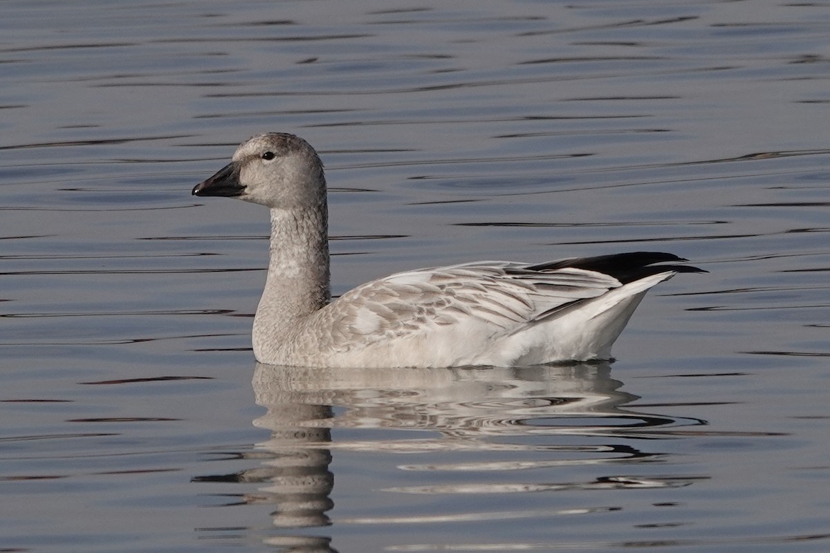 Snow x Ross's Goose (hybrid) - ML407266531