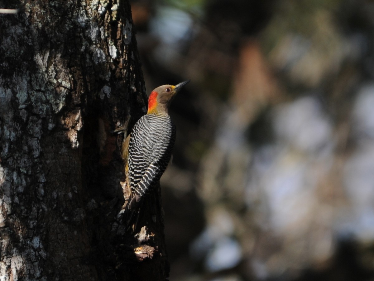Golden-fronted Woodpecker - Alan Van Norman