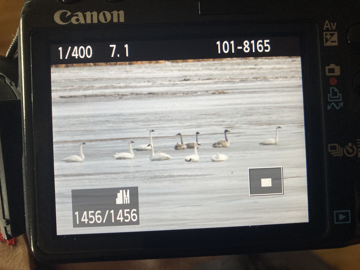 Trumpeter Swan - ML407267381