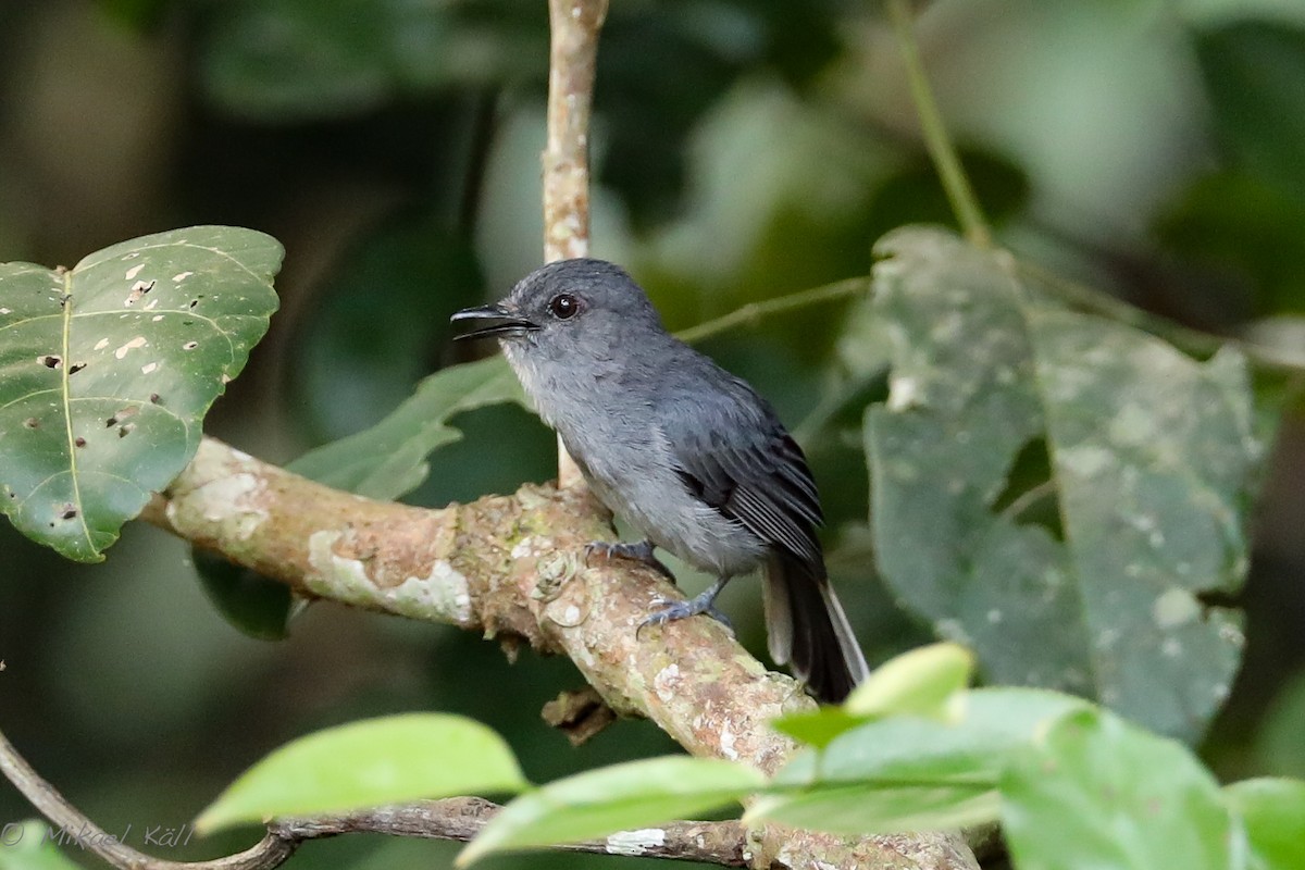 Gray-throated Tit-Flycatcher - Mikael Käll