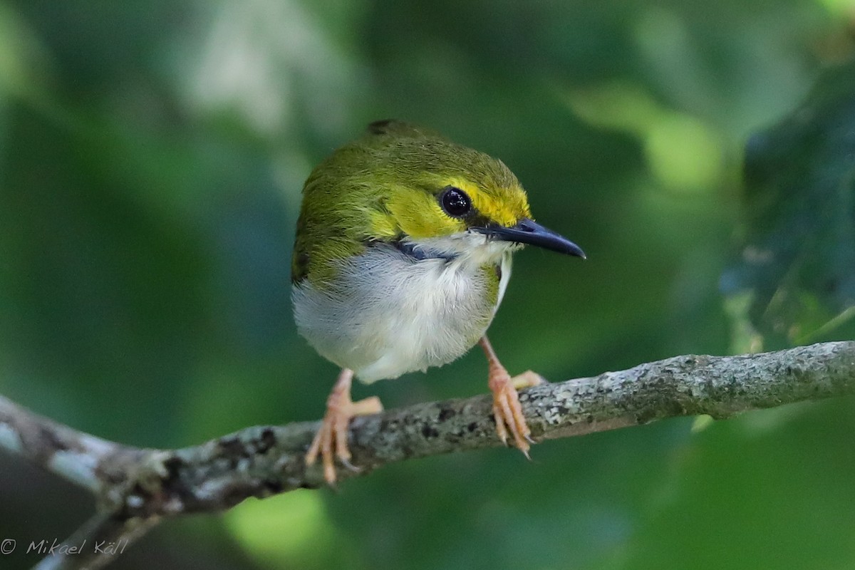 Yellow-browed Camaroptera - Mikael Käll