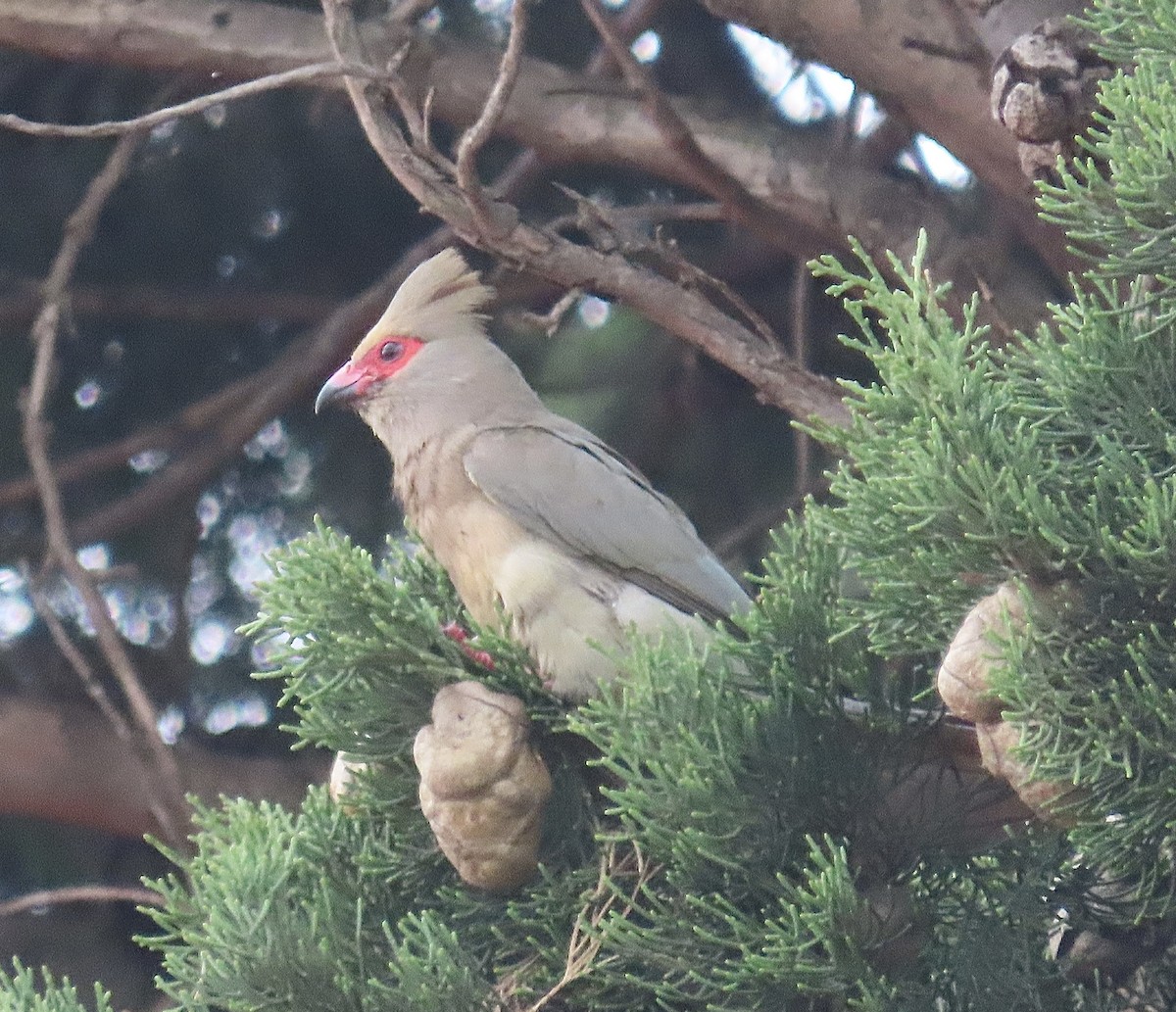 Red-faced Mousebird - Howard Laidlaw