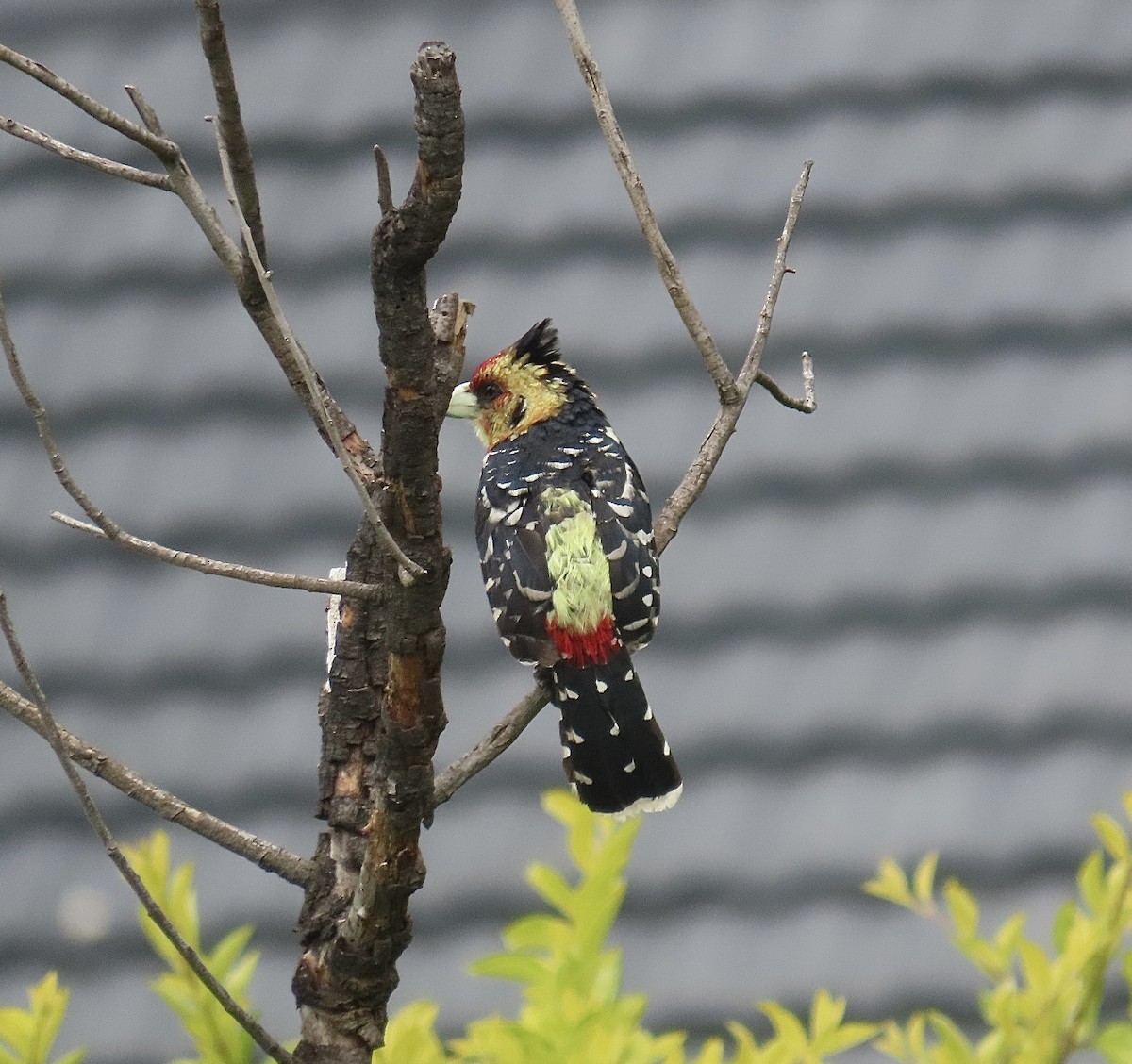 Crested Barbet - ML407271851