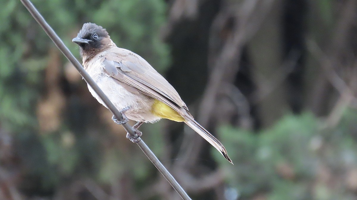 Bulbul Naranjero - ML407272651