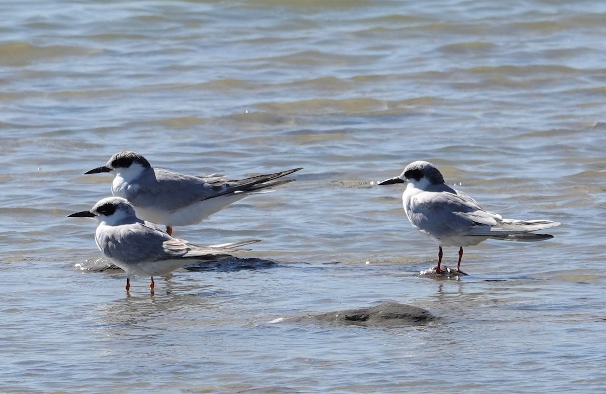 Forster's Tern - ML407274471